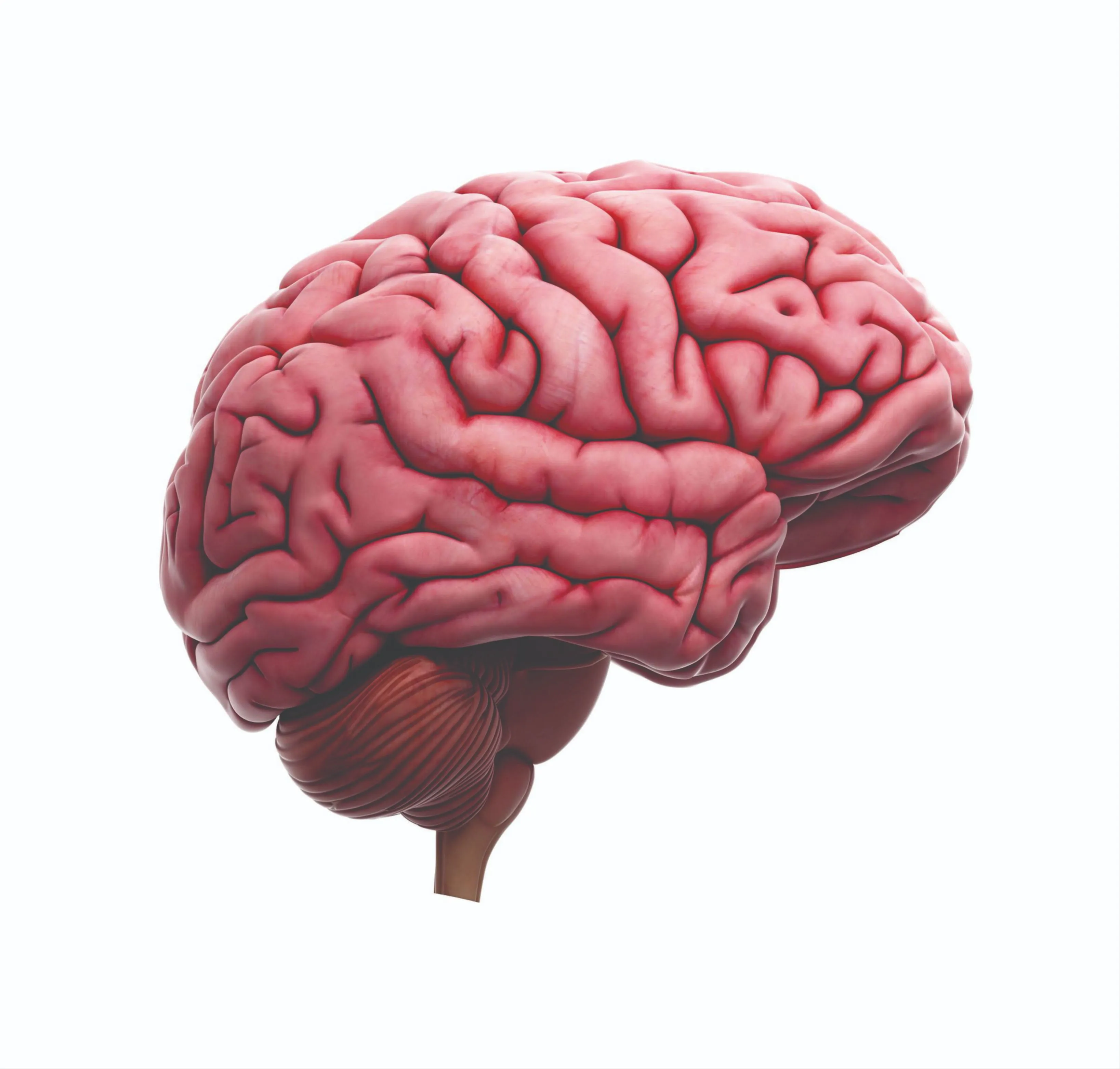 Brain LANGIND PAGE